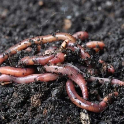 Eisenia Fetida Vermicompost Earthworm